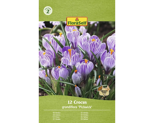 Krokusy FloraSelf 'Pickwick' 12 ks