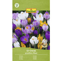Krokusy FloraSelf 'Grandiflora mix' 12 ks