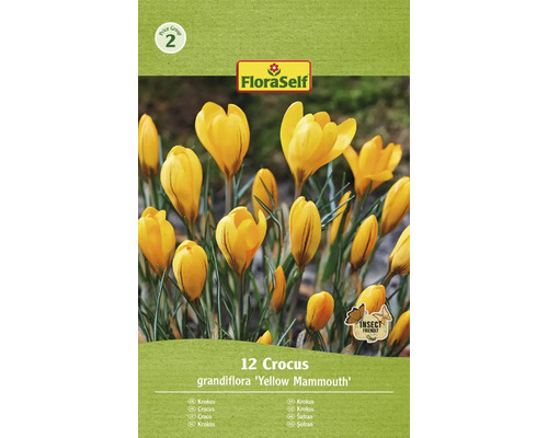 Krokusy FloraSelf 'Yellow Mammouth' 12 ks žluté