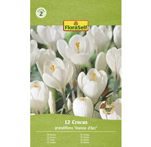 Krokusy FloraSelf 'Jeanne d'Arc' 12 ks