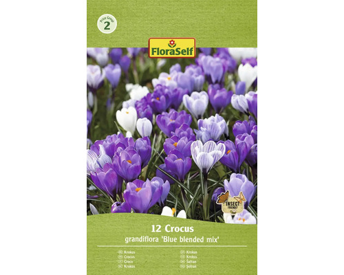 Krokusy FloraSelf 'Grandiflora Blue Blended' 12 ks