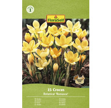 Krokusy FloraSelf 'Romance' 15 ks