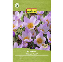 Krokusy 5/7 FloraSelf 'Firefly' 15 ks