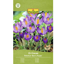 Balení 15 krokusů odrůdy Botanical Barrs Purple