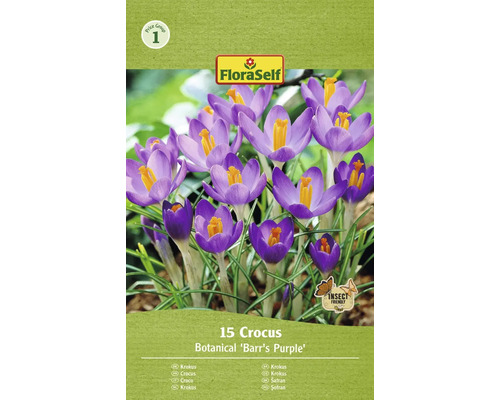 Krokusy FloraSelf 'Barr's Purple' 15 ks