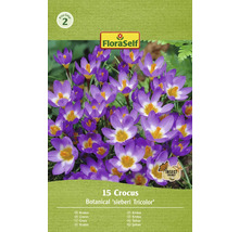 Balení 15 krokusů odrůdy Botanical ''sieberi Tricolor''