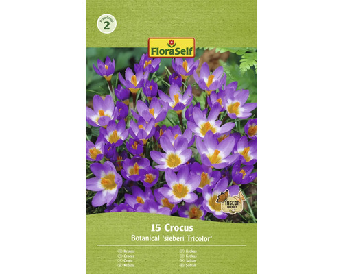 Krokusy FloraSelf 'Tricolor' 15 ks