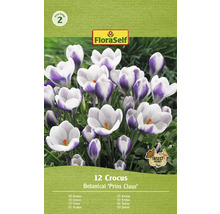 Balení 12 cibulí krokusů odrůdy Botanical Prins Claus
