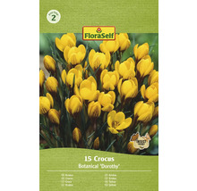Krokusy FloraSelf 'Dorothy' 15 ks