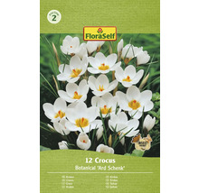 Balení krokusů Botanical Ard Schenk cibulky