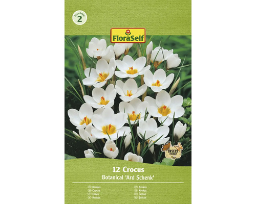 Krokusy FloraSelf 'Ard Schenk' 12 ks