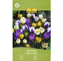 Krokusy FloraSelf 'Botanický mix' 20 ks