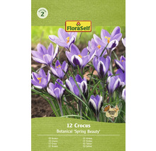 FloraSelf Krokus Botanical Spring Beauty balení po 12 kusech