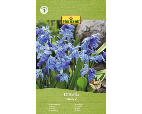 Ladoňka sibiřská 7/8 FloraSelf 'Siberica' 12 ks