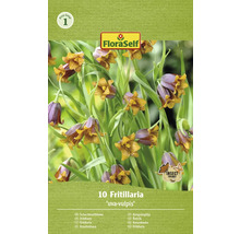 Řebčík královský FloraSelf 'Uva-Vulpis' 6/7 10 ks