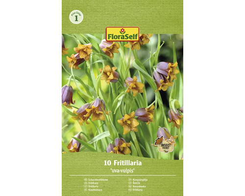 Řebčík královský FloraSelf 'Uva-Vulpis' 6/7 10 ks