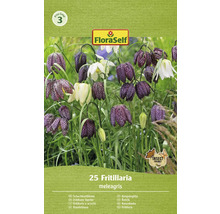 Řebčík královský, řebčík kostkovaný FloraSelf Fritillaria meleagris 25 ks