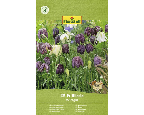 Řebčík královský, řebčík kostkovaný FloraSelf Fritillaria meleagris 25 ks