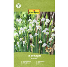 Bledule letní FloraSelf 'Aestivum' 12 ks