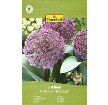 Okrasný česnek Red Giant FloraSelf 'Red Giant' 10/12 3 ks
