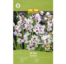 Duhovnice FloraSelf 'Spotlight' 20 ks