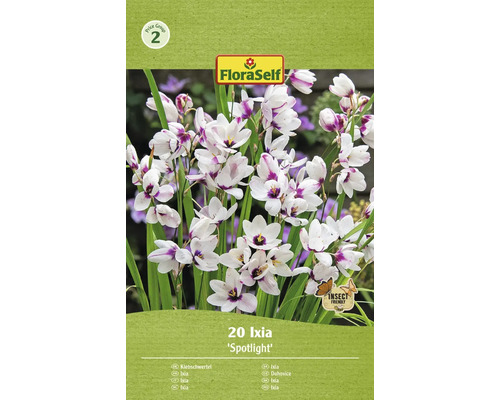 Duhovnice FloraSelf 'Spotlight' 20 ks