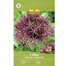 Okrasný česnek FloraSelf 'Albopilosum' 5 ks