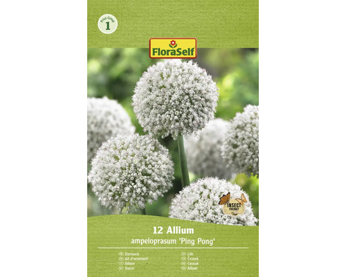 Okrasný česnek FloraSelf 'Ping Pong' 12 ks