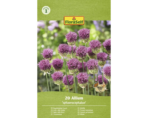 Okrasný česnek kulatohlavý FloraSelf 'Spaerocephalum' 4/5 20 ks
