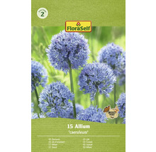 Okrasný česnek FloraSelf 'Caeruleum' 15 ks