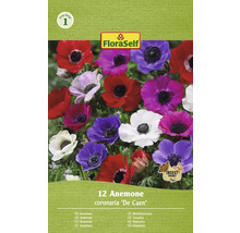 Sasanka velkokvětá FloraSelf 'The Caen' 5/6 12 ks