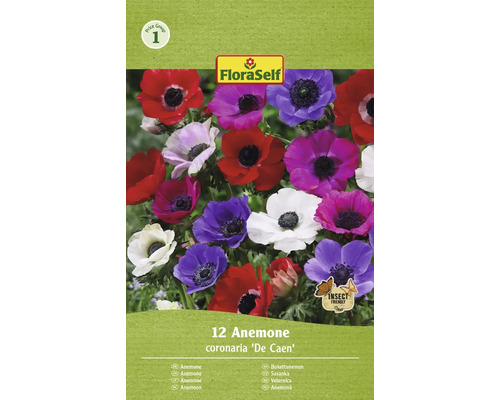 Sasanka velkokvětá FloraSelf 'The Caen' 5/6 12 ks