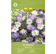 Sasanky balkánská FloraSelf 'Blanda mix' 20 ks