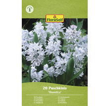 Puškinie ladoňkovitá FloraSelf 'Puschkinia Libanotica' 5/6 20 ks