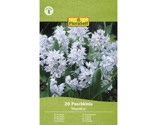 Puškinie ladoňkovitá FloraSelf 'Puschkinia Libanotica' 5/6 20 ks