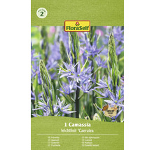 Balení cibulky Camassia leichtlinii ''Caerulea'' se symbolem šetrným k hmyzu
