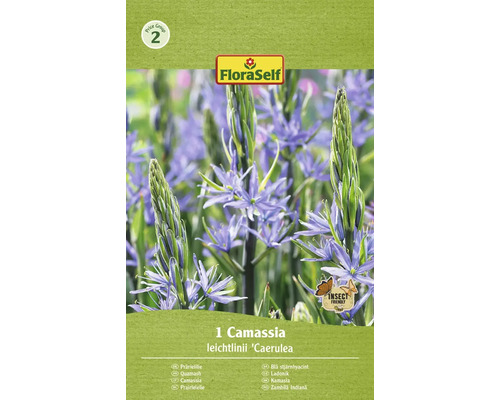 Ladoník Leichtlinův FloraSelf 'Camassia Leichtlinii' 14/16 1 ks