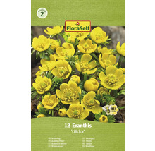 FloraSelf Eranthis cilicica balení 12 talovínů