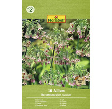 Okrasný česnek FloraSelf Allium 'Siculum' 10 ks
