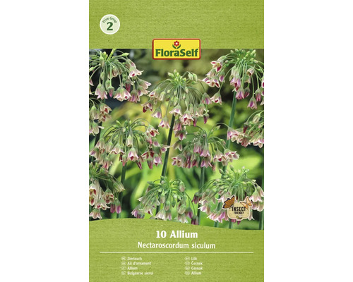 Okrasný česnek FloraSelf Allium 'Siculum' 10 ks