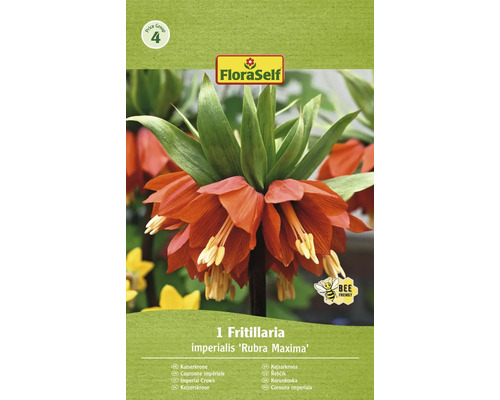 Řebčík královský FloraSelf 'Imperialis Rubra' 1 ks červený