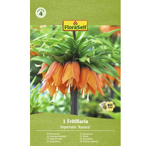 Řebčík FloraSelf 'Imperialis Aurora' 1 ks