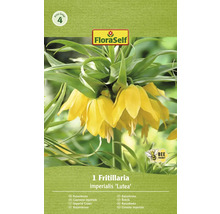 Řebčík královský FloraSelf 'Imperialis Lutea' 20/22 1 ks