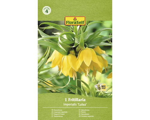 Řebčík královský FloraSelf 'Imperialis Lutea' 20/22 1 ks