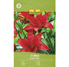 Lilie FloraSelf 'Asiatic Red' 3 ks