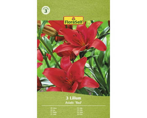 Lilie FloraSelf 'Asiatic Red' 3 ks
