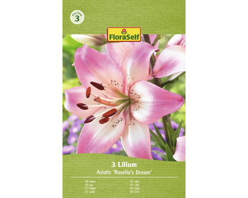 Lilie FloraSelf 'Rosella's Dream' 3 ks