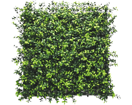 Zelený panel Buxus 50x50 cm