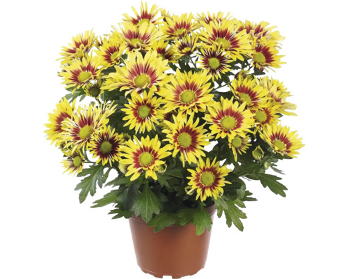 Chryzantéma řízená vícebarevný květ Chrysanthemum indicum květináč Ø 12 cm 1 ks, různé barvy