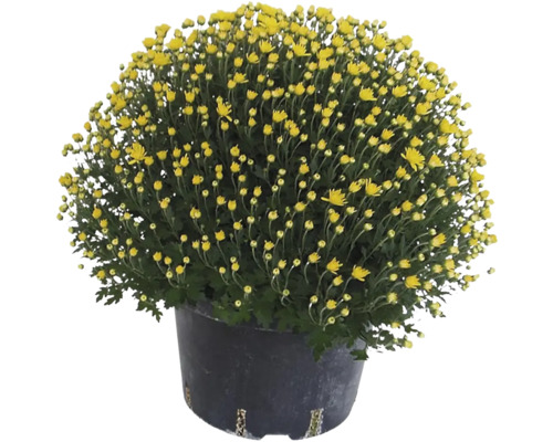 Chryzantéma multiflora květináč Ø 31/32 cm 1 ks, různé barvy